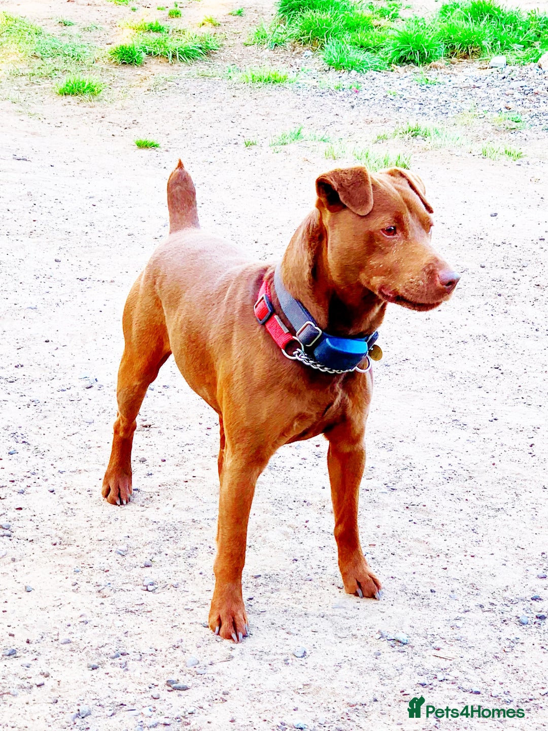 Patterdale Terrier dogs for sale: Quality Patterdale Terrier Pups - Image 6