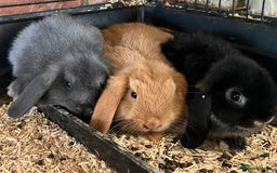 Mini Lop rabbits for sale: Two Mini Lop with Plush Baby Boys - Image 29