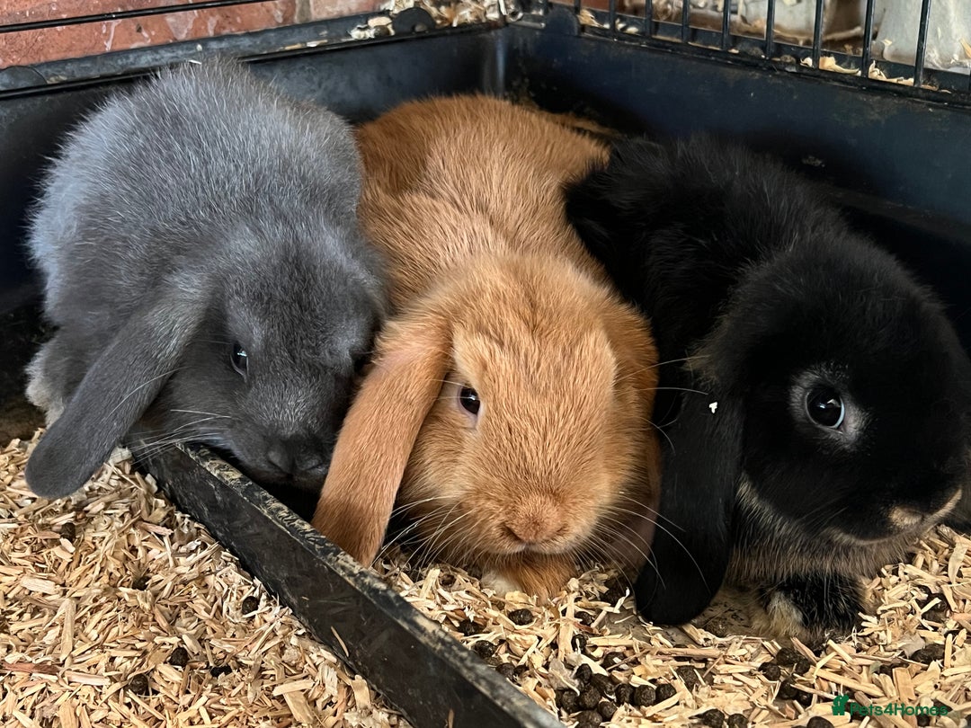 Mini Lop rabbits for sale: Two Mini Lop with Plush Baby Boys - Image 29