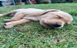 Labrador Retriever dogs for sale: Dark Red and Yellow KC reg DNA Clear Lab Puppies - Image 33