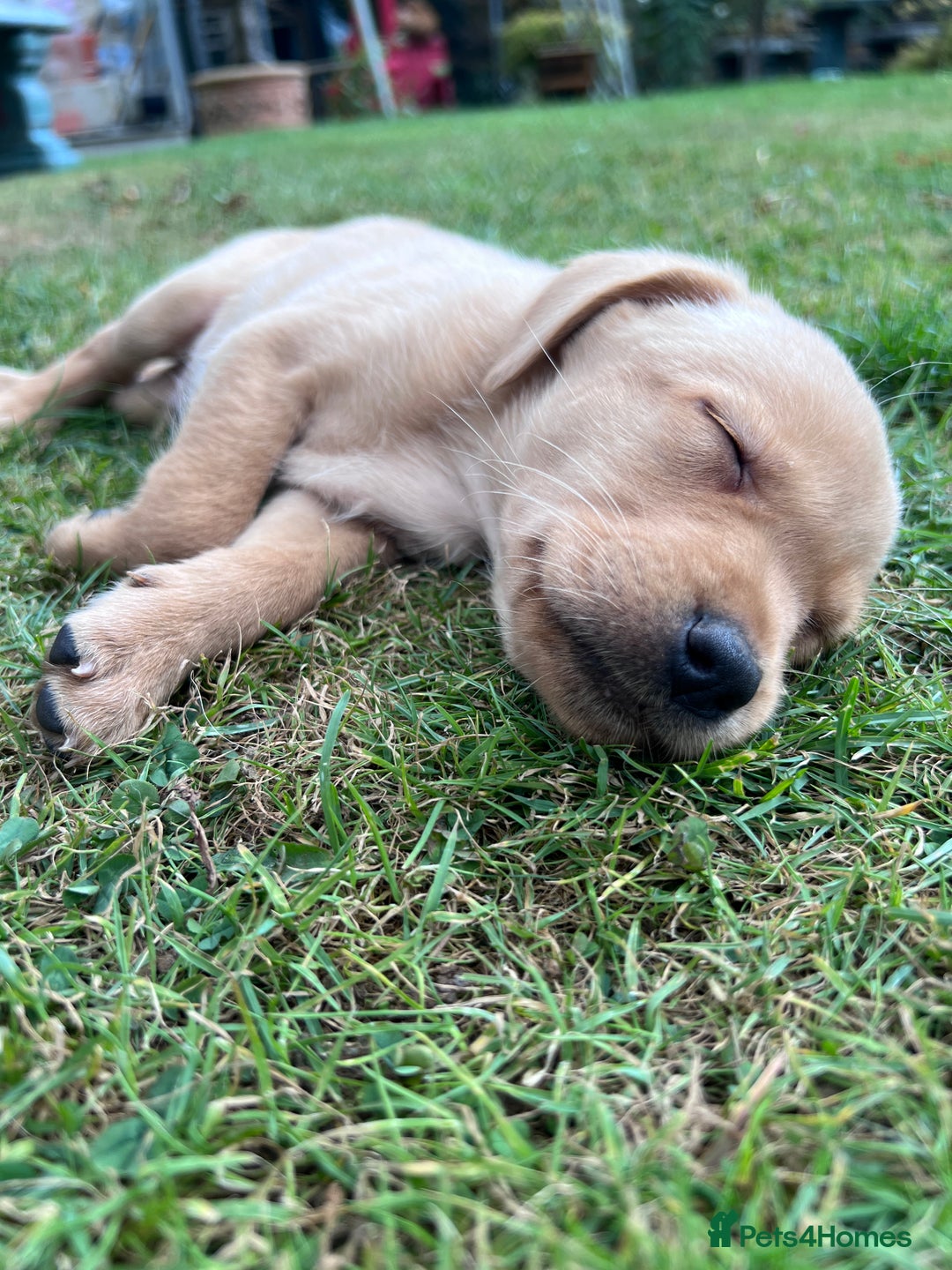 Labrador Retriever dogs for sale: Dark Red and Yellow KC reg DNA Clear Lab Puppies - Image 33