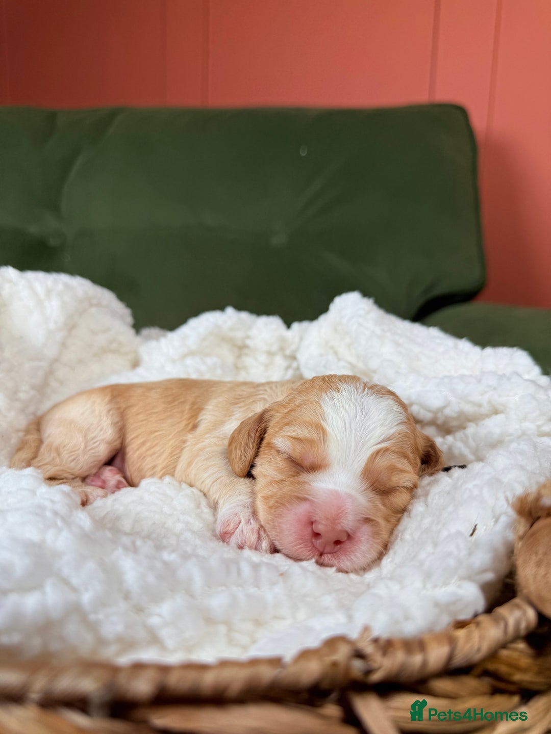 Australian Labradoodle dogs for sale: Multigen Australian Labradoodle Puppies Available! - Advert 5