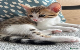 Bengal cats for sale: Bengal kittens  - Image 3