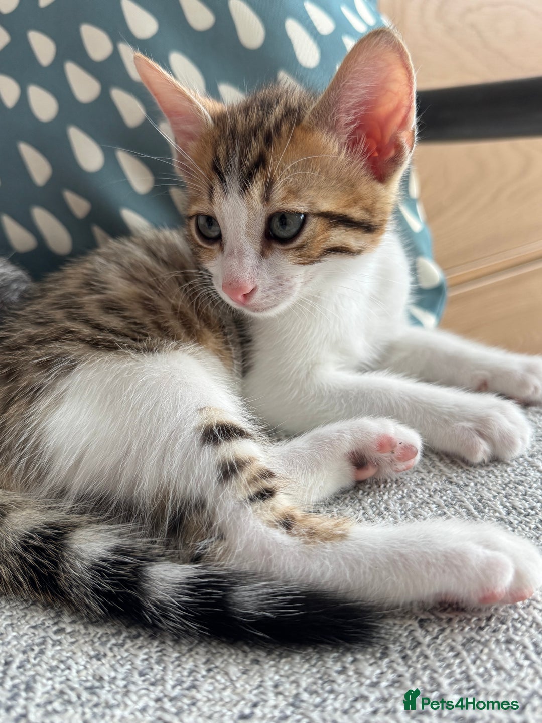Bengal cats for sale: Bengal kittens  - Image 3