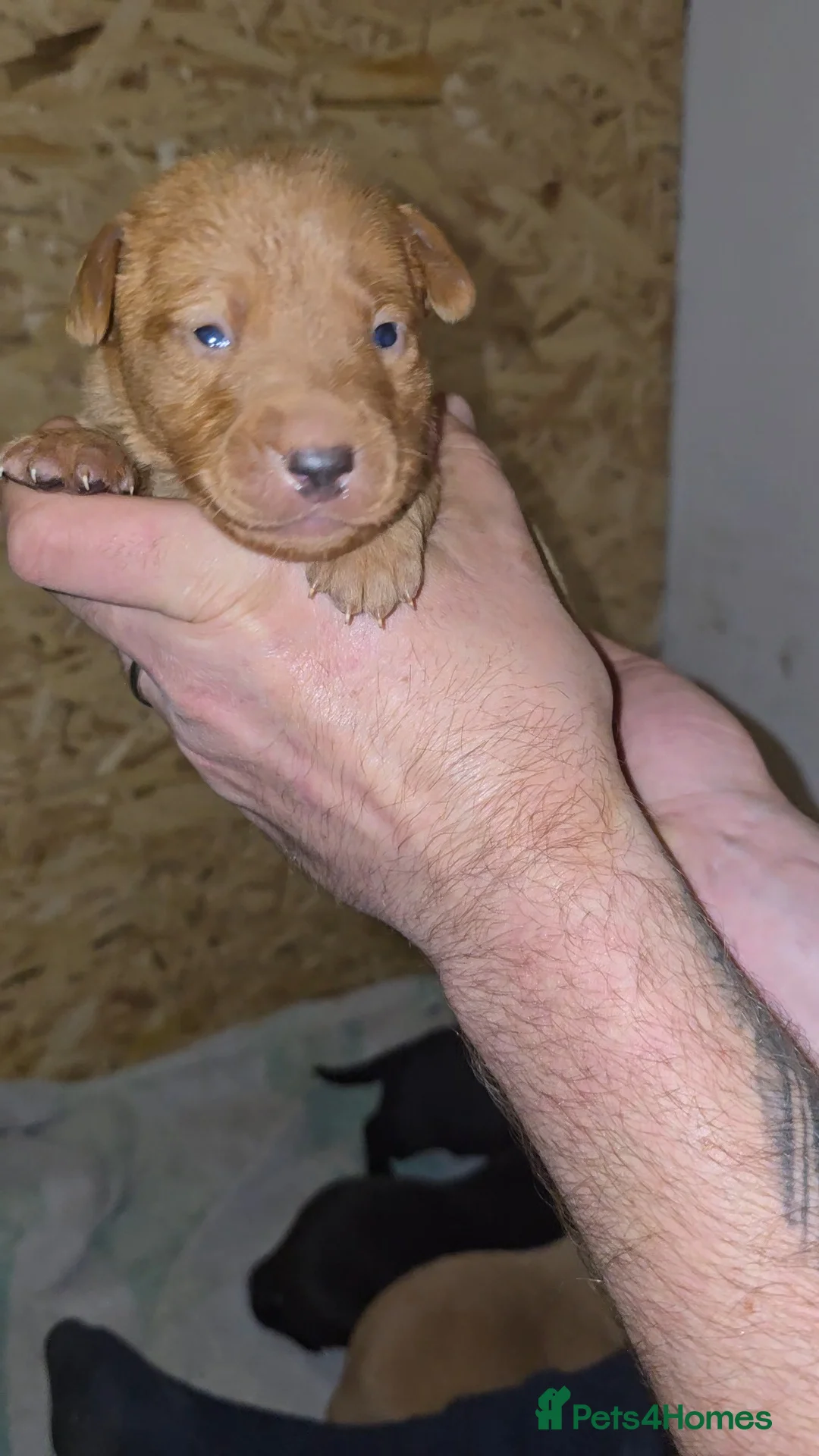 Labrador Retriever dogs for sale: 5 labrador puppies  - Advert 10