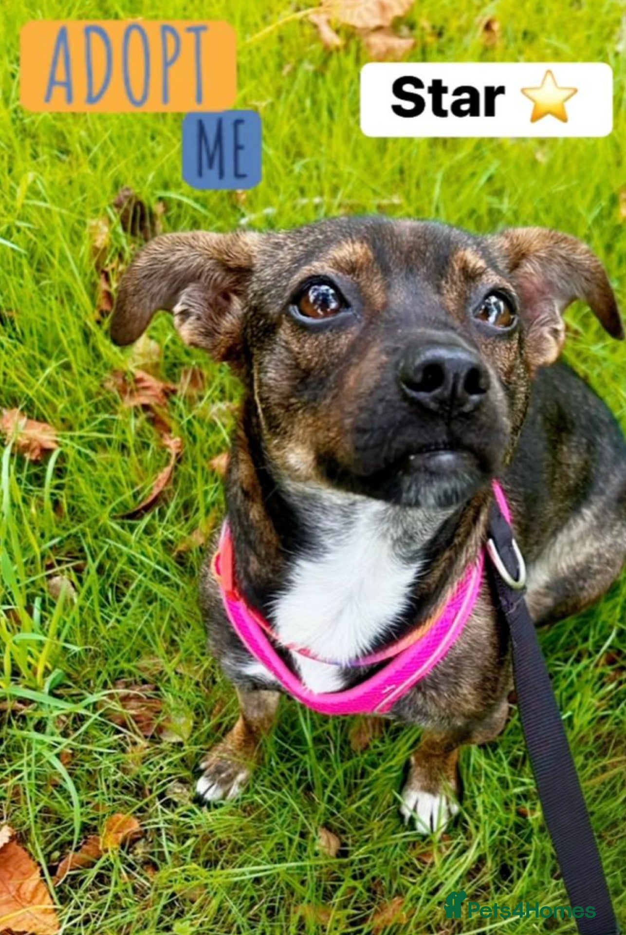 Mixed Breed dogs Star 18mths for adoption - 9kg - Advert 5