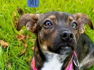 Mixed Breed dogs Star 18mths for adoption - 9kg - Advert 5