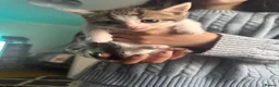 Mixed Breed cats for sale: Beautiful kittens mixed with ragdoll - Advert 12