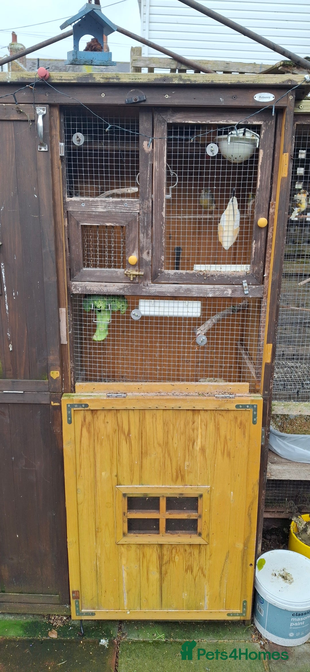 Canaries birds for sale: 6 Canaries  - Advert 8