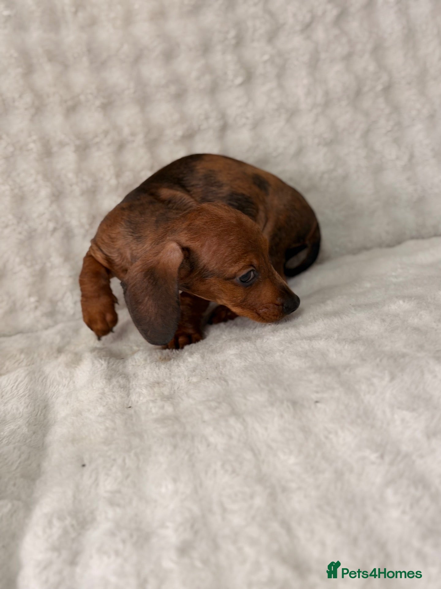 Dachshund dogs Miniature Dachshunds Puppys  - Advert 2