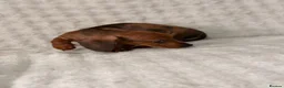 Dachshund dogs for sale: Miniature Dachshunds Puppys  - Advert 5