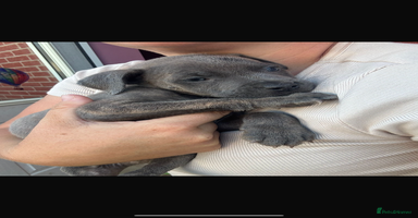 Mixed Breed dogs in Weston-super-Mare - Advert 13