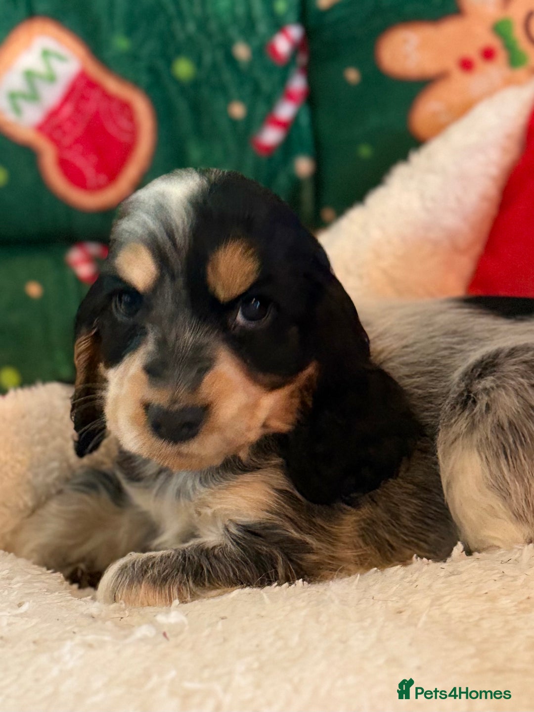 Cocker Spaniel dogs for sale: Stunning 5 Star KC  Show Cocker Spaniels - Advert 5