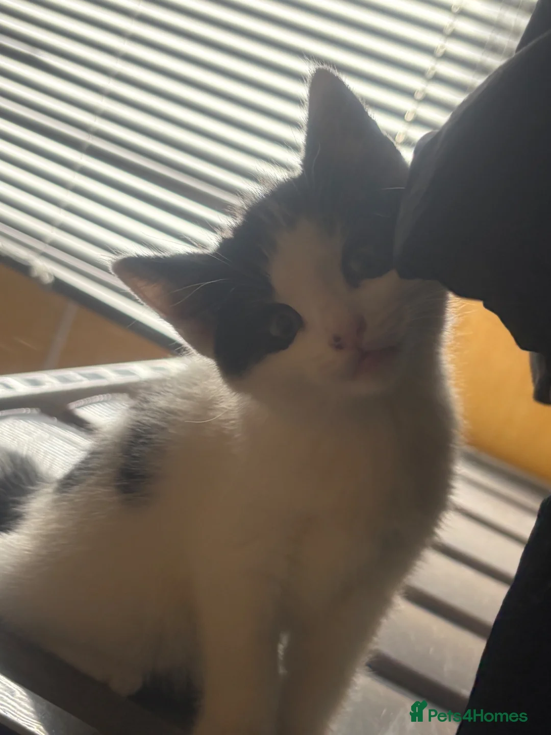 Mixed Breed cats for sale: Ragdoll mixed with standard short hair kittens  - Advert 1