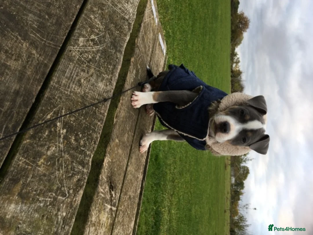 Staffordshire Bull Terrier dogs for stud: Tri Blue, PROVEN an the most beautiful temperament in Loughborough - Advert 4