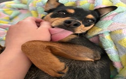 Jack Russell dogs for sale:  Friendly, playful and healthy 3yo Bella - Image 3