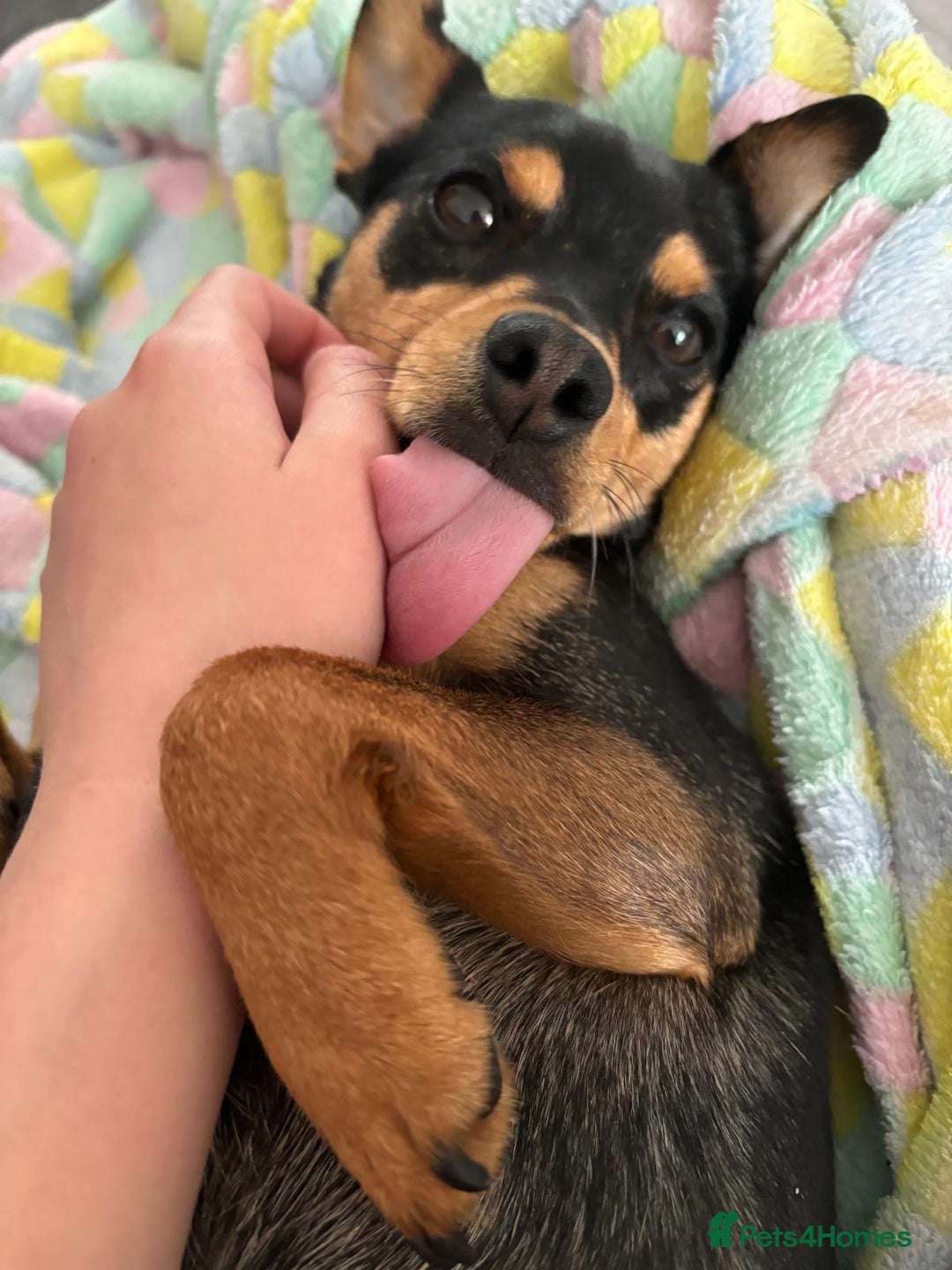 Jack Russell dogs for sale:  Friendly, playful and healthy 3yo Bella - Image 3