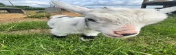 Goats livestock for sale: Incredibly Friendly Pygmy Goats in Beaminster - Advert 5