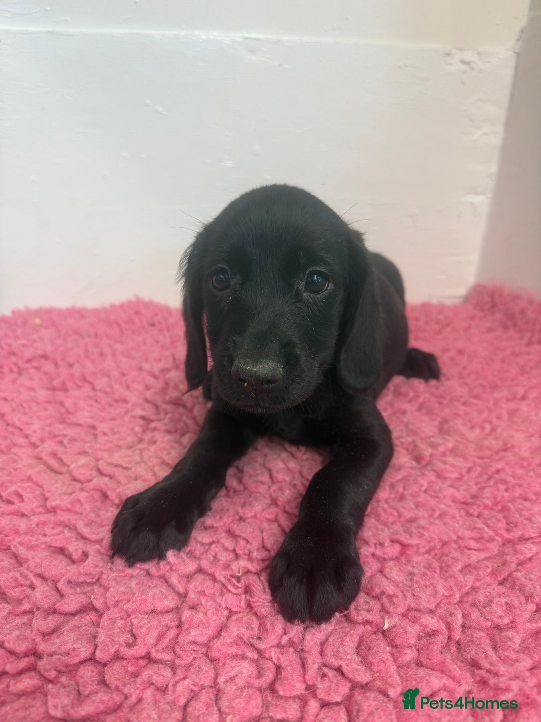 Cockerdor dogs for sale: Gorgeous Cockador Girls - Image 20