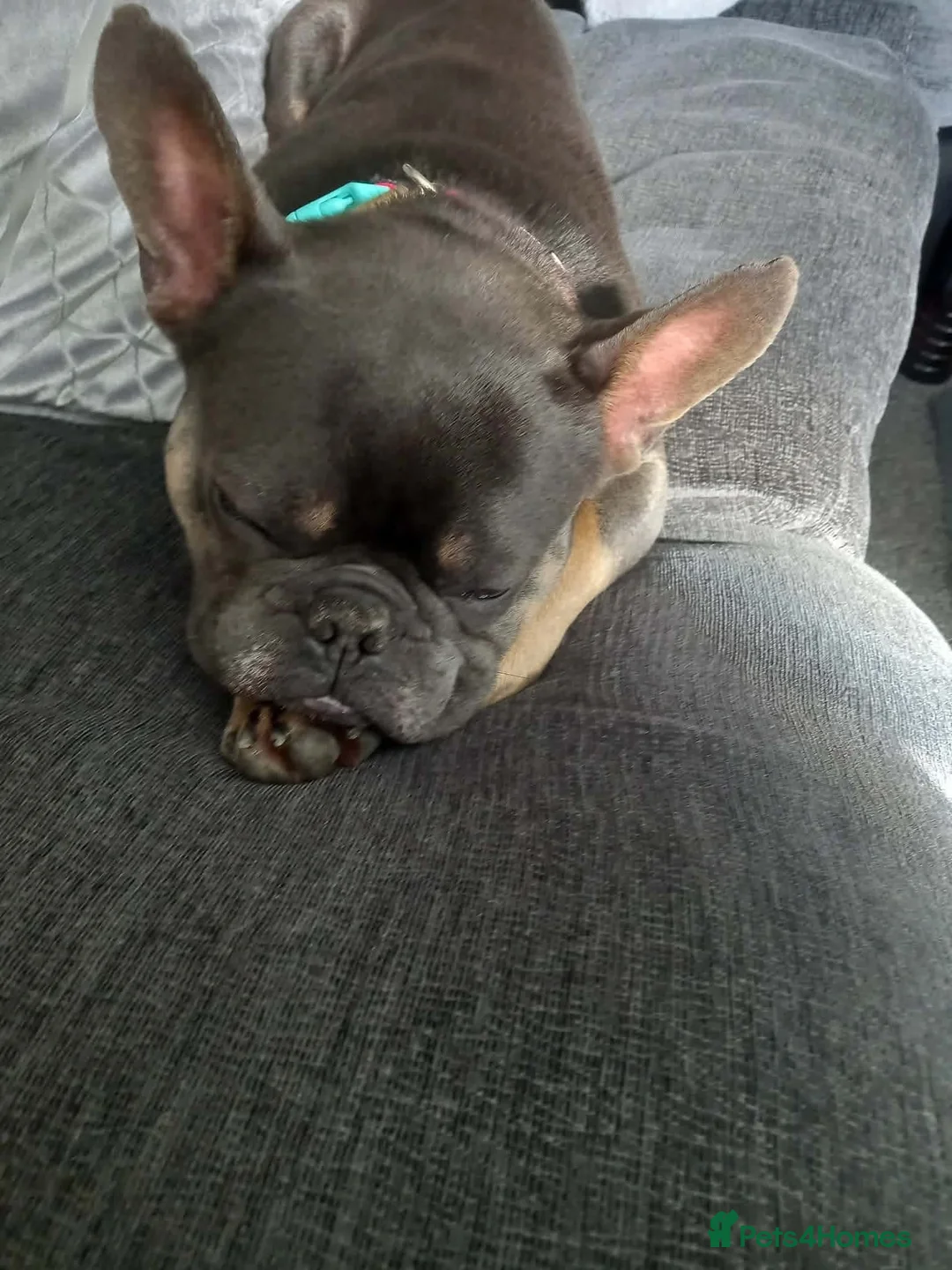French Bulldog dogs for adoption: Storm needs a loving home  - Advert 3