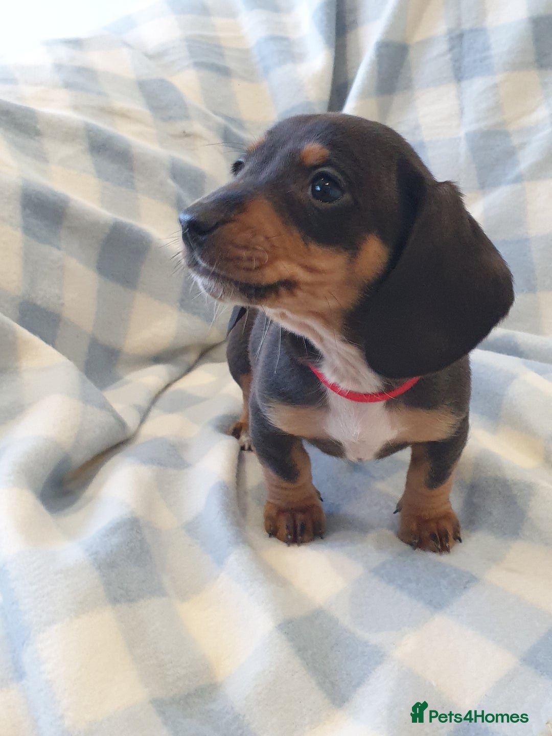 Dachshund dogs for sale: Dachshund puppies  - Advert 2