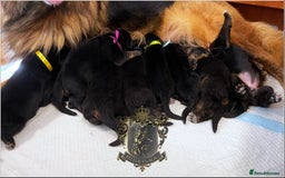German Shepherd dogs for sale: LONGHAIRED GERMAN SHEPHERD PUPPIES - Image 3
