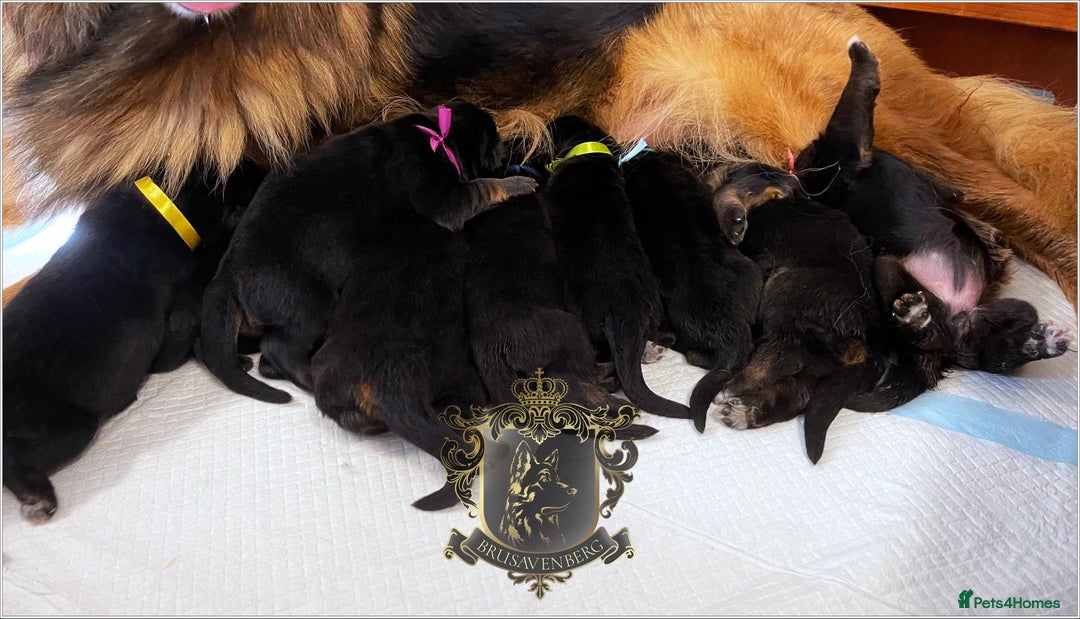 German Shepherd dogs for sale: LONGHAIRED GERMAN SHEPHERD PUPPIES - Image 3