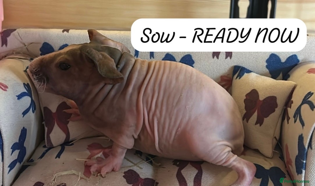 Guinea Pig rodents 🐹✨ Skinny Pigs & Werewolf Guinea Pigs ✨🐹 - Advert 7