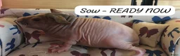 Guinea Pig rodents for sale: 🐹✨ Skinny Pigs & Werewolf Guinea Pigs ✨🐹 - Advert 1