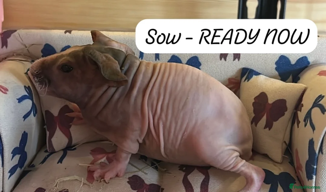 Guinea Pig rodents for sale: 🐹✨ Skinny Pigs & Werewolf Guinea Pigs ✨🐹 - Advert 1