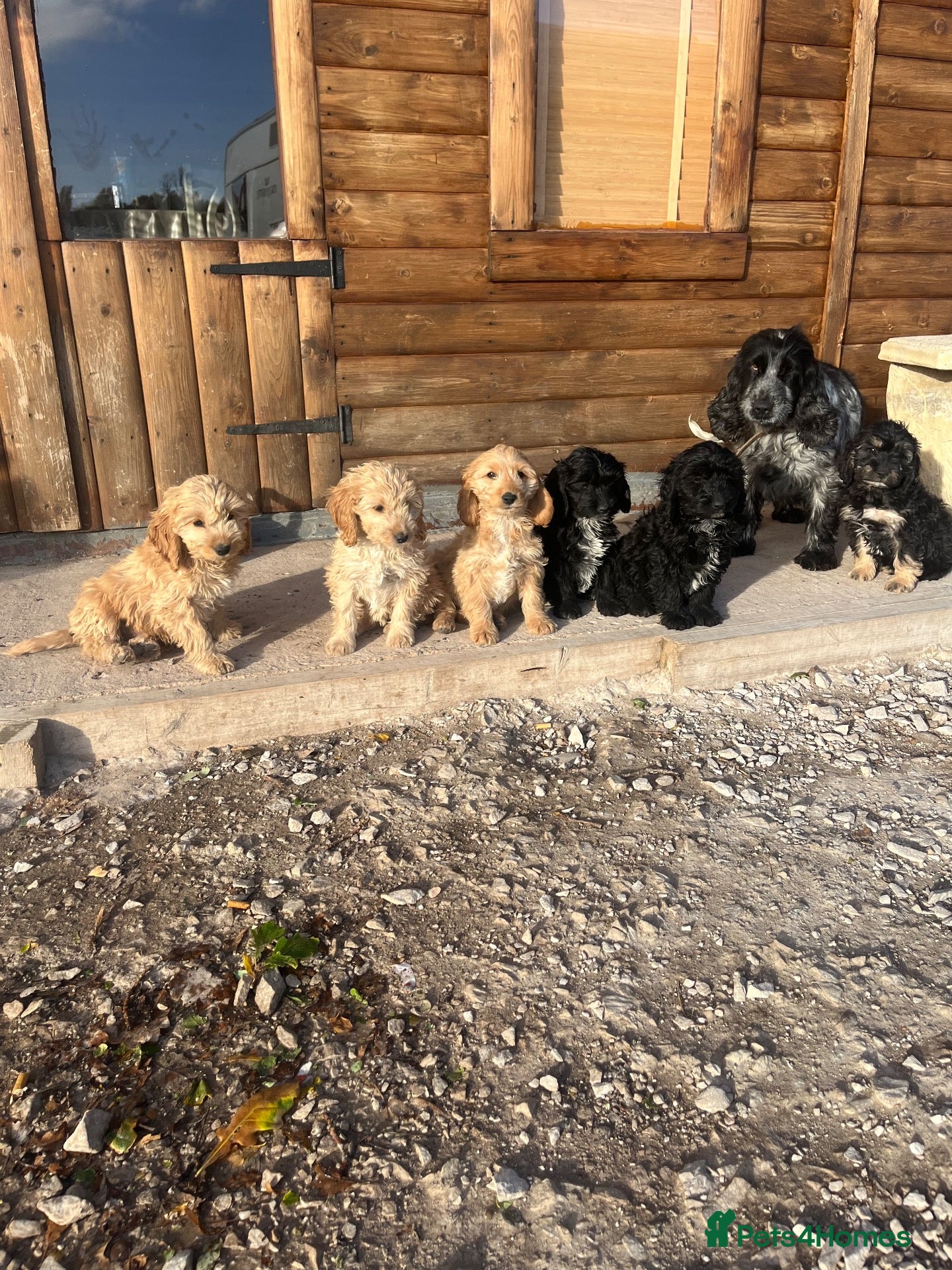 Cockapoo dogs for sale: Cockerpoo - Advert 1