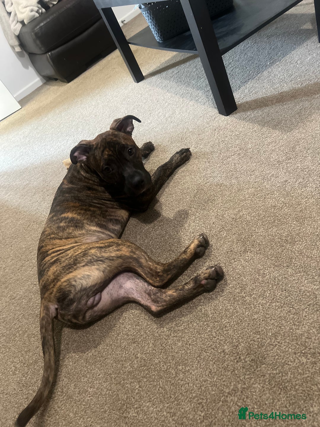 Staffordshire Bull Terrier dogs for sale: Loki - Brindle Staffie - Image 7