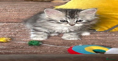 Siberian cats - Advert 6