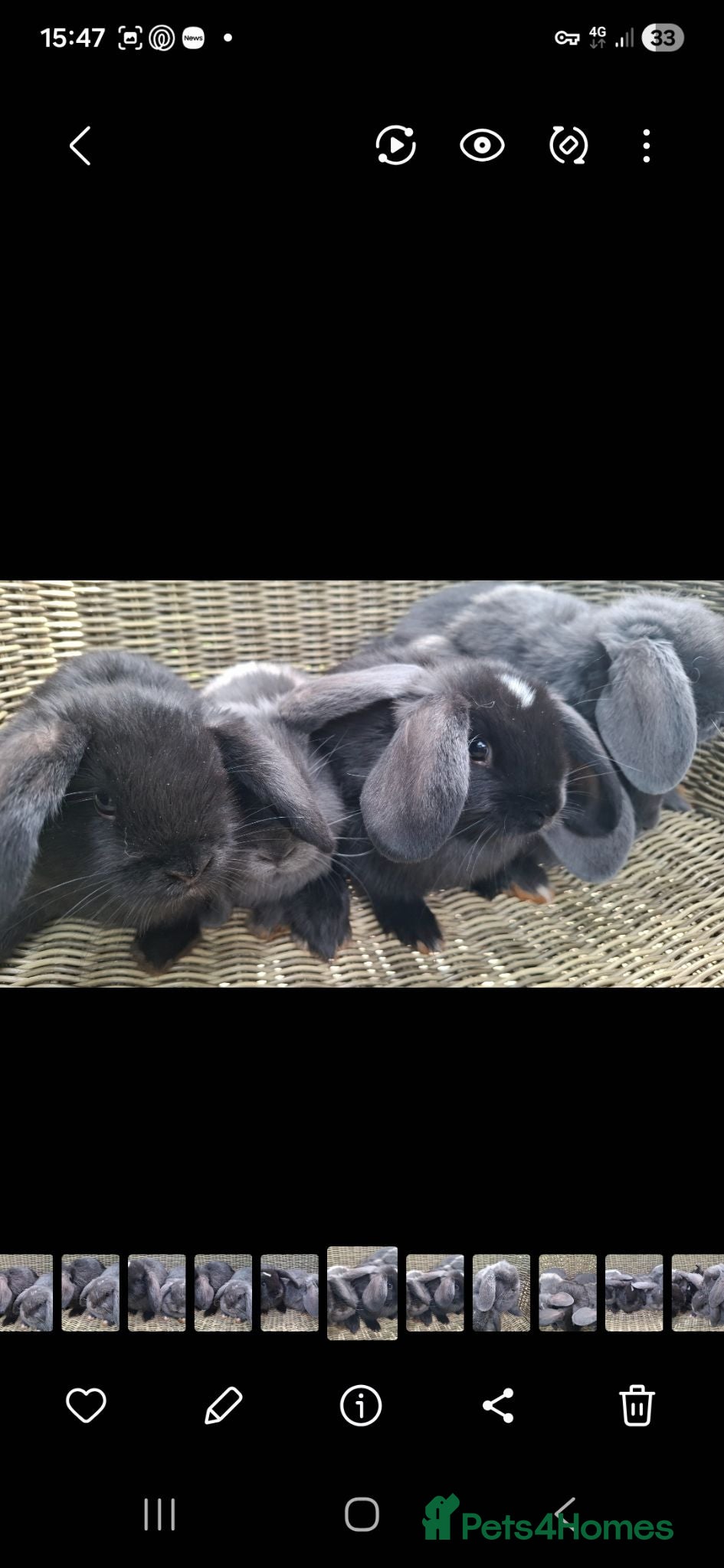 Mini Lop rabbits Bundle of fluffs ready to be reserved - Advert 3