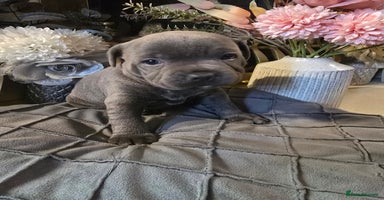 Staffordshire Bull Terrier dogs - Advert 4