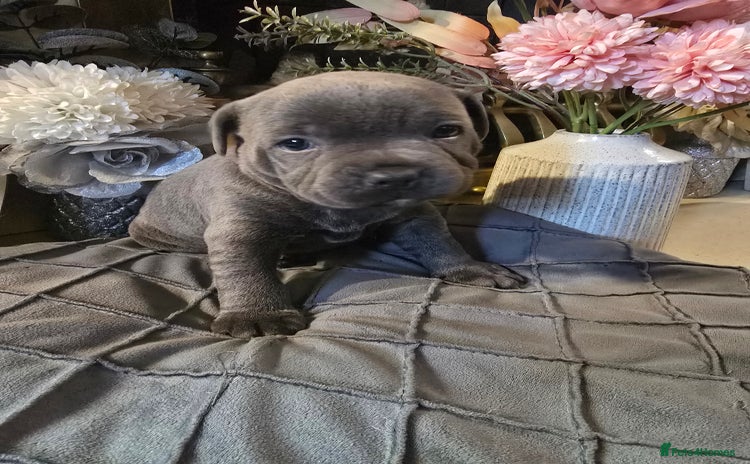 Staffordshire Bull Terrier dogs - Advert 16