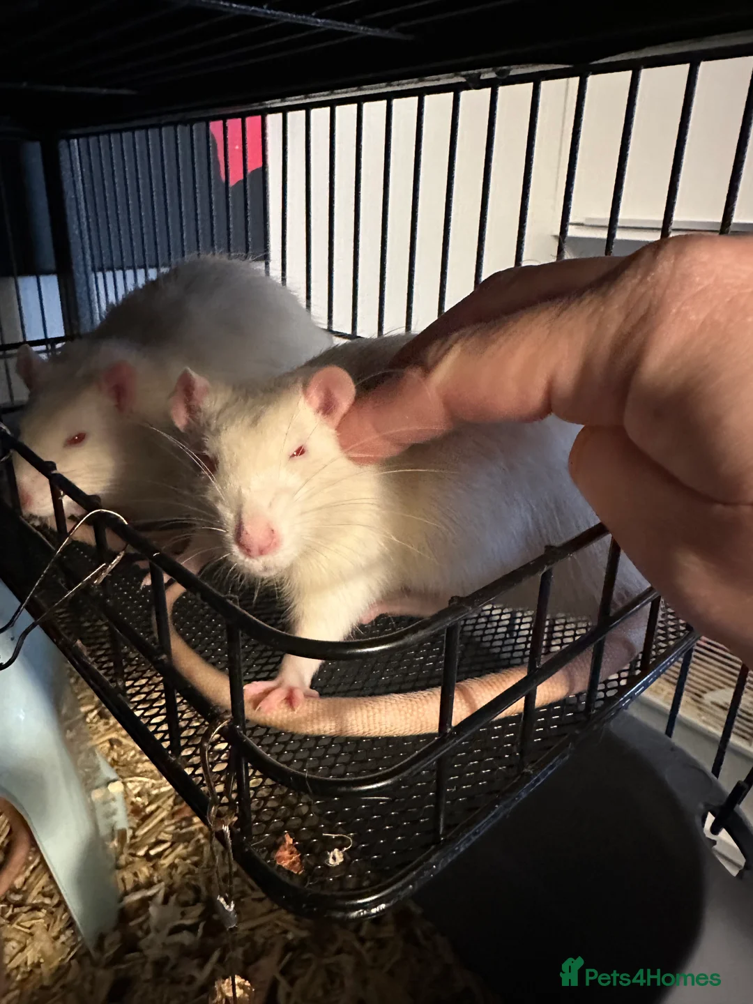 Rat rodents for sale: 5 male Fancy Rats 6 months old - Advert 2