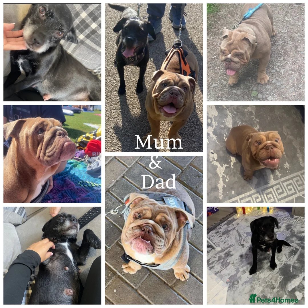 Mixed Breed dogs for sale: 2 beautiful British bulldog cross pups  - Advert 2