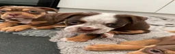 Old Tyme Bulldog dogs for sale: BEAUTIFUL OLD TYME BULLDOG PUPPIES - Advert 2