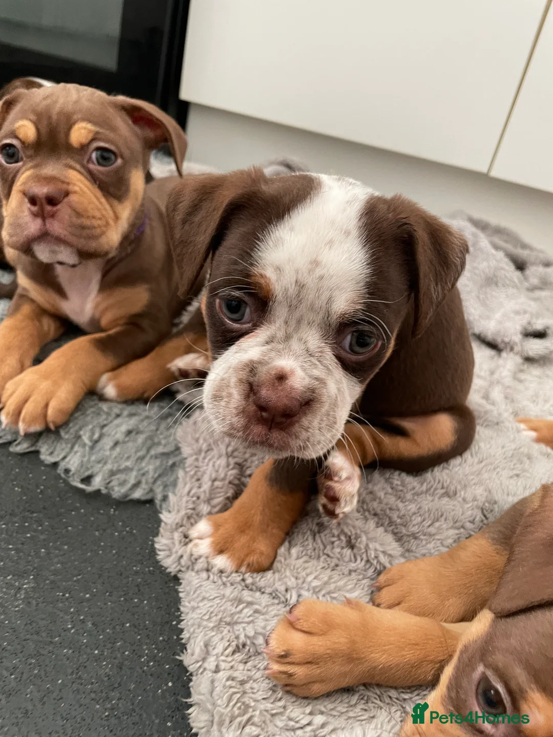 Old Tyme Bulldog dogs for sale: BEAUTIFUL OLD TYME BULLDOG PUPPIES - Advert 2