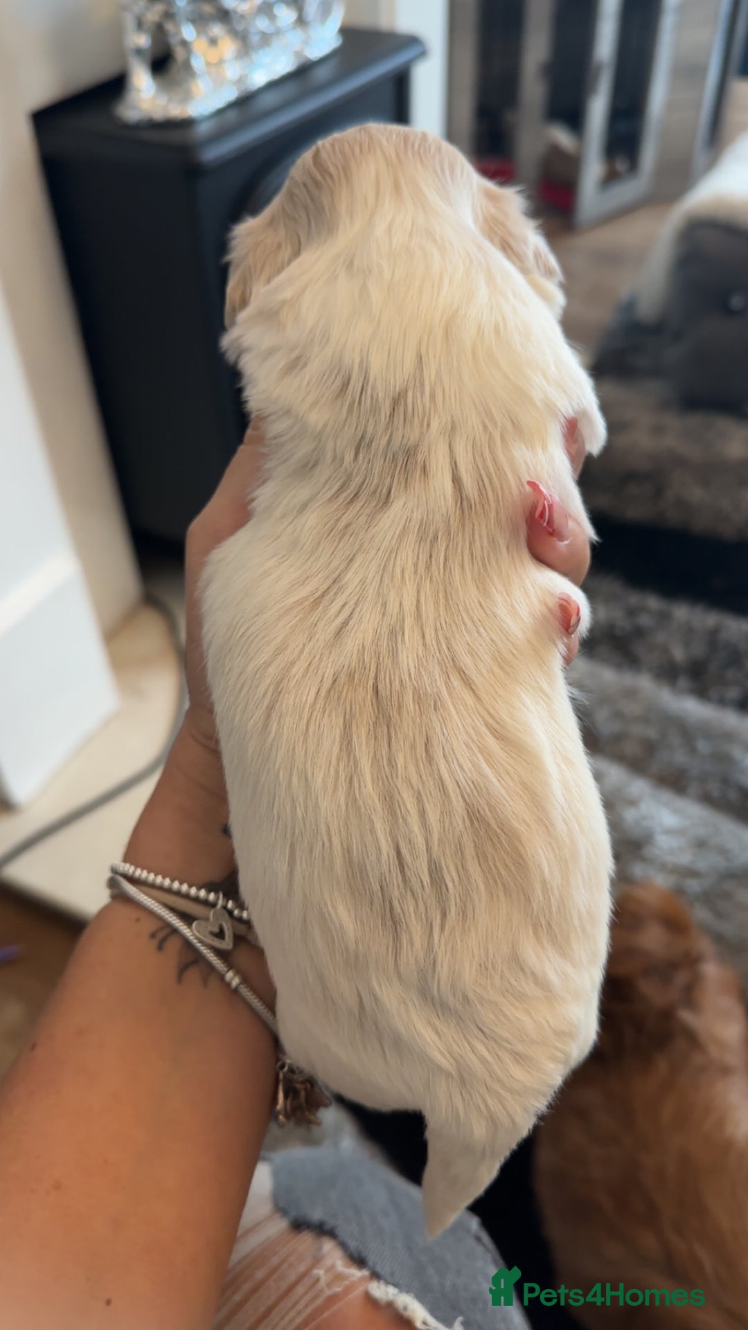 Shih Tzu dogs for sale: Stunning imperial shih tzu puppies  - Advert 3