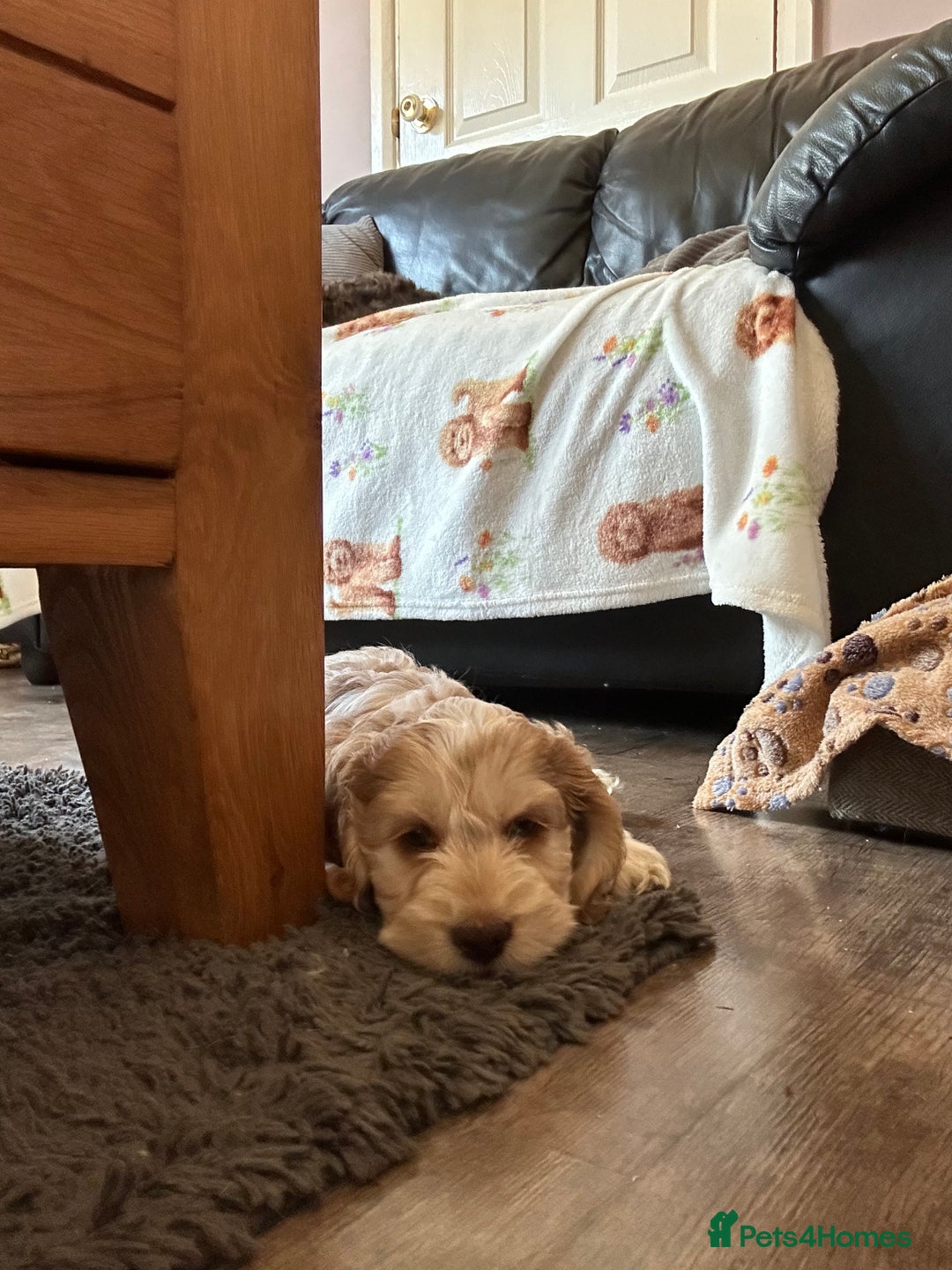 Cockapoo dogs for sale: Fully vaccinated cockapoo puppy  - Image 5