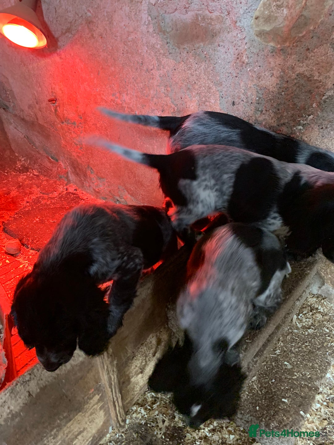 Sprocker dogs for sale: Beautiful Sprocker Puppies  - Image 9