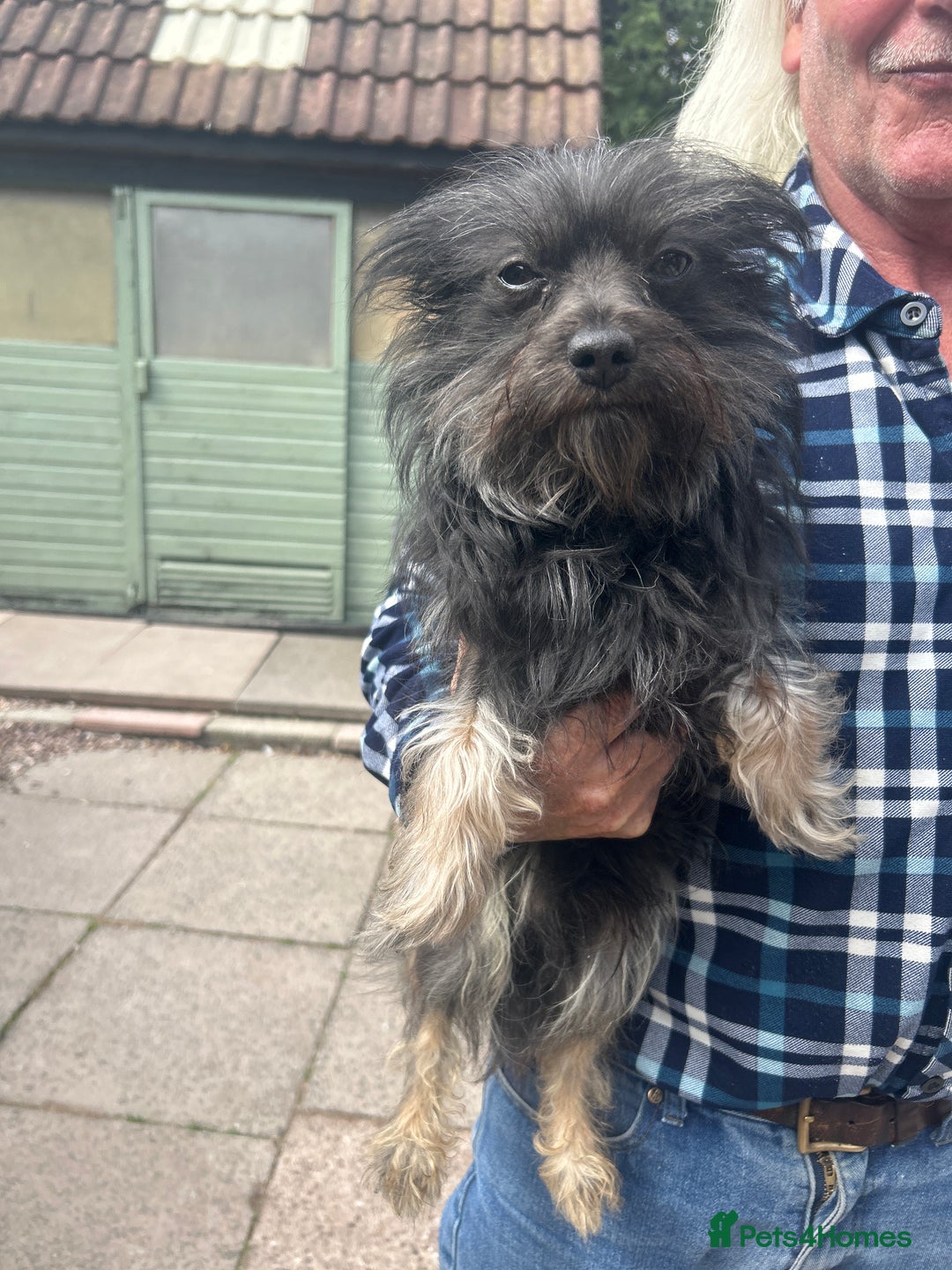 Chorkie dogs for sale: Buttons Yorkshire terrier x Chihuahua - Image 3