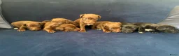 Patterdale Terrier dogs for sale: Patterdale Terrier Pups in Lockerbie - Advert 1