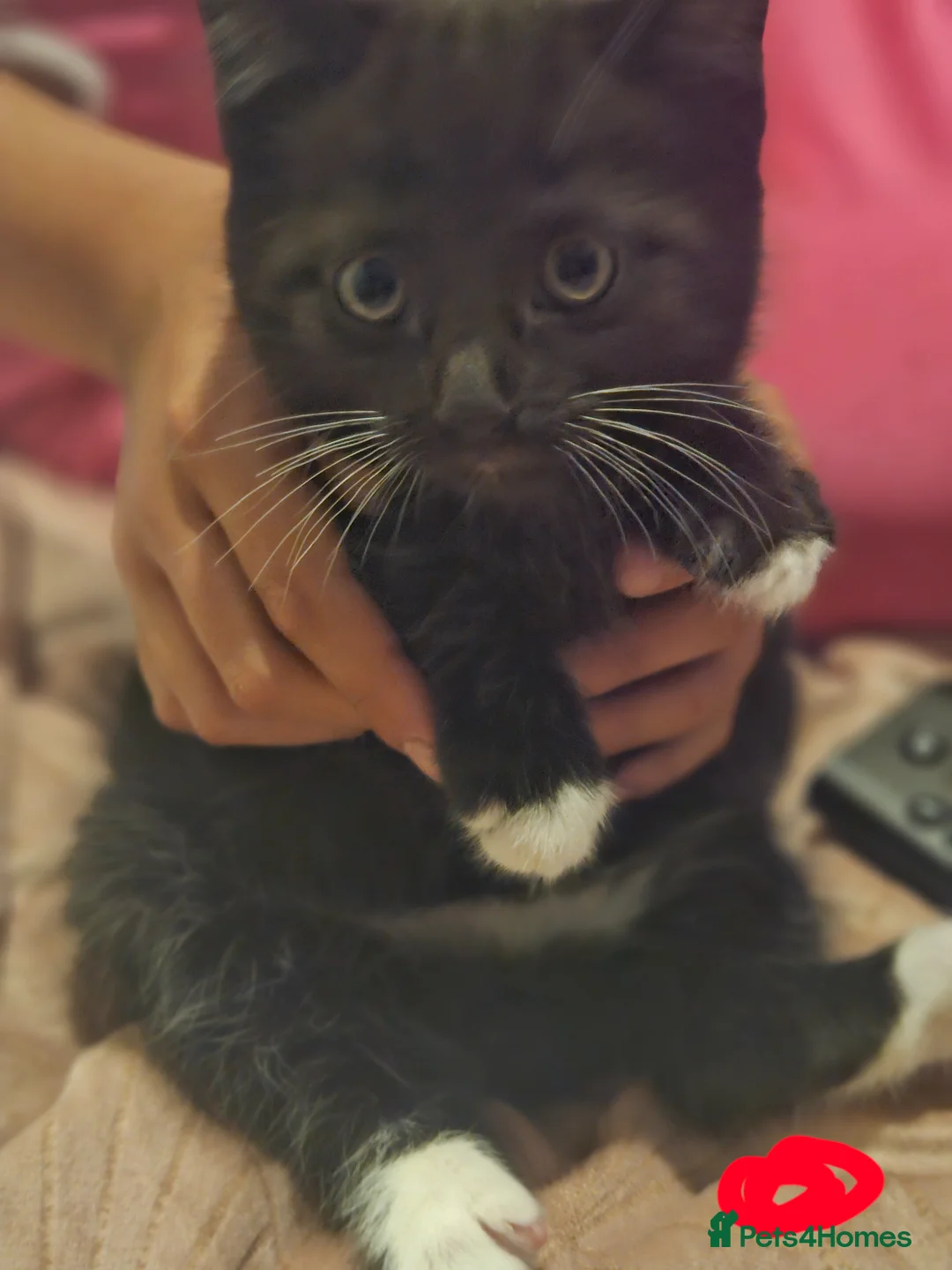 Mixed Breed cats for sale: 4 adorable kittens  - Advert 2