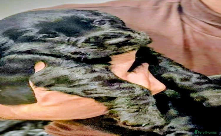 Cocker Spaniel dogs - Advert 5