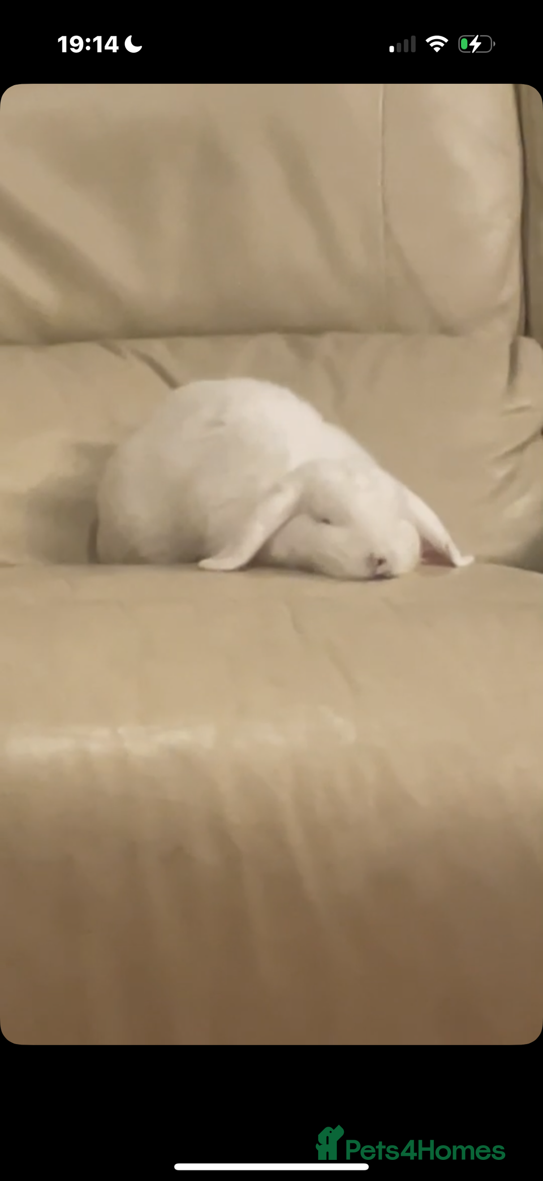 Mini Lop rabbits for sale: Cute, friendly white female mini lop bunny  - Advert 6