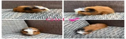 Guinea Pig rodents for sale: Male & Female piggies looking for new laps - Advert 16