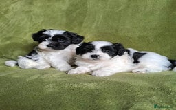 Lhasapoo dogs for sale: Lhasa Apso x Toy Poodle pups. Ready 11.09.25 - Image 22